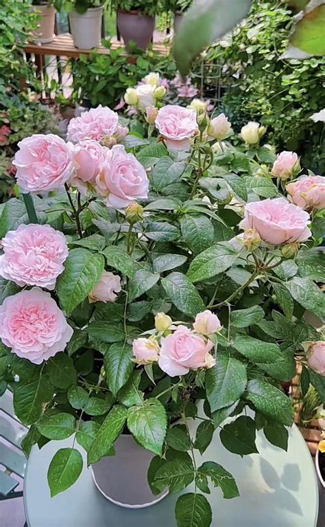 海神王陽台玫瑰|陽台養月季花，就選「海神王」，植株低矮，多季開。